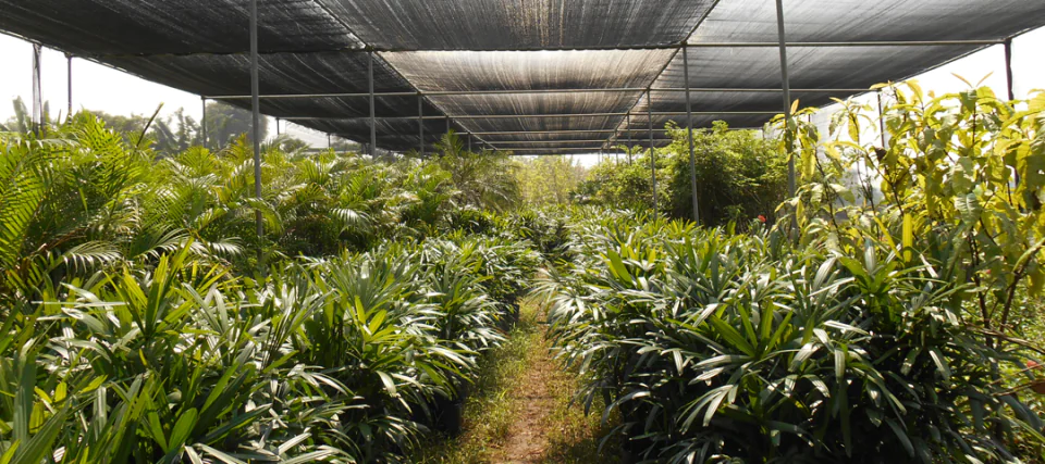 Palm seedlings growing in rows at the Tropica Greeneries nursery