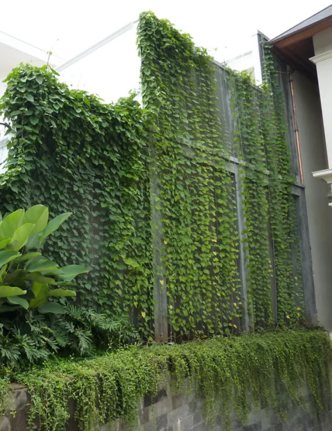 Vertical Garden, photo 22