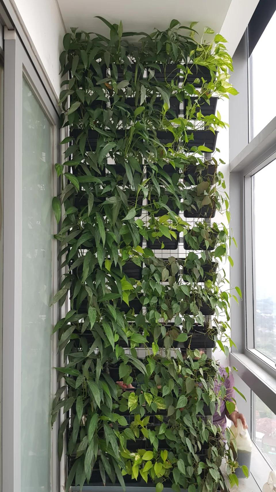 Vertical Garden, photo 4
